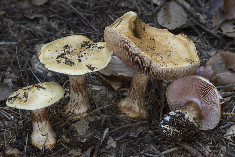 Cortinarius haasii